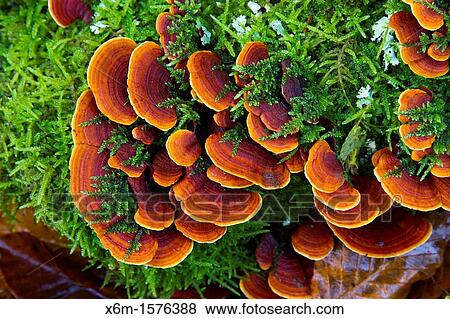 Turkey Tail mushroom Trametes versicolor Monte Santiago Natural Monument County Las Merindades Burgos, Castile and Leon Spain View Large Photo Image Stock Photo - Turkey Tail mushroom Trametes versicolor Monte Santiago Natural Monument County Las Merindades Burgos, Castile and Leon Spain. Fotosearch