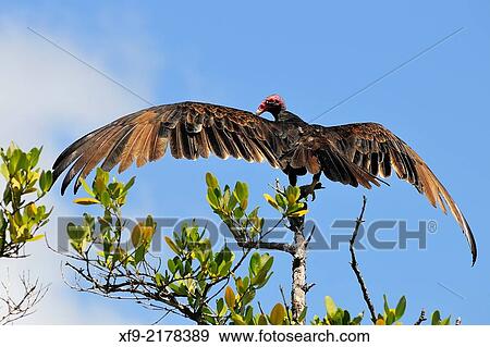 Stock Photo - Turkey Vulture. Cathartes aura. Ci? naga de Zapata National Park. Cuba.. Fotosearch