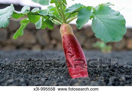 Turnip cultivating in volcanic land Fuerteventura Canary Islands Spain View Large Photo Image Stock Photo - Turnip cultivating in volcanic land Fuerteventura Canary Islands Spain. Fotosearch