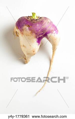 Turnip root on white background. View Large Photo Image Stock Image - Turnip root on white background.. Fotosearch