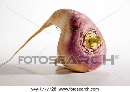 Stock Photo - Turnip root. Fotosearch