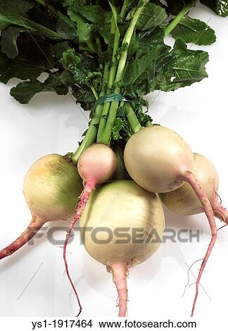 Turnips, brassica rapa, Vegetables against White Background View Large Photo Image Picture - Turnips, brassica rapa, Vegetables against White Background. Fotosearch
