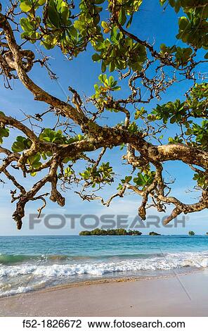 Turtle Beach, Bastimentos Island, Bocas del Toro Archipelago, Bocas del Toro Province, Panama, Central America, America View Large Photo Image Stock Image - Turtle Beach, Bastimentos Island, Bocas del Toro Archipelago, Bocas del Toro Province, Panama, Central America, America. Fotosearch