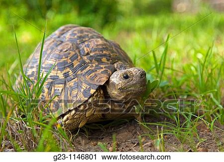 Turtle, Masai Mara, Kenya View Large Photo Image Stock Image - Turtle, Masai Mara, Kenya. Fotosearch
