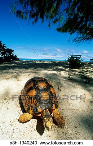 turtle on a beach, Bird Island, Republic of Seychelles, Indian Ocean View Large Photo Image Stock Image - turtle on a beach, Bird Island, Republic of Seychelles, Indian Ocean. Fotosearch