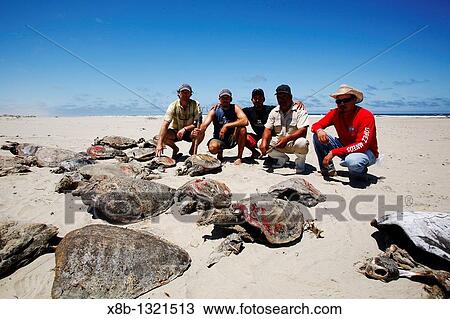 Turtle researchers from the NGO Pro Caguama study and capture the critically endangered Loggerhead Turtle Caretta caretta from the town of Puerto Lopez Mateos View Large Photo Image Stock Image - Turtle researchers from the NGO Pro Caguama study and capture the critically endangered Loggerhead Turtle Caretta caretta from the town of Puerto Lopez Mateos. Fotosearch
