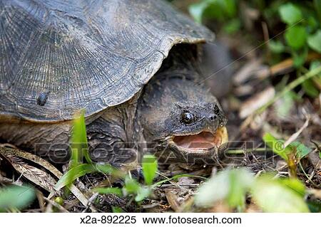 TURTLE WITH MOUTH OPEN View Large Photo Image Stock Photography - TURTLE WITH MOUTH OPEN. Fotosearch