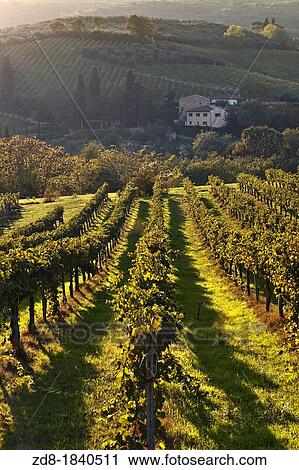 tuscany vineyards View Large Photo Image Stock Image - tuscany vineyards. Fotosearch