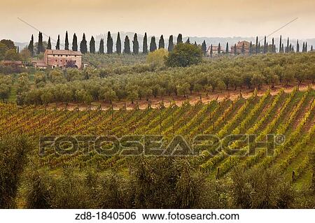 Stock Photograph - tuscany vineyards. Fotosearch