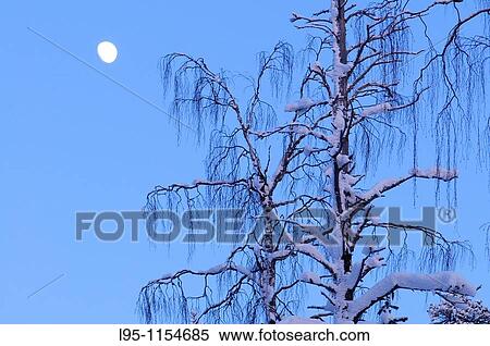 Twilight dawn winter view on the boreal forest, Oulanka area, Kuusamo, Finland View Large Photo Image Stock Photography - Twilight dawn winter view on the boreal forest, Oulanka area, Kuusamo, Finland. Fotosearch