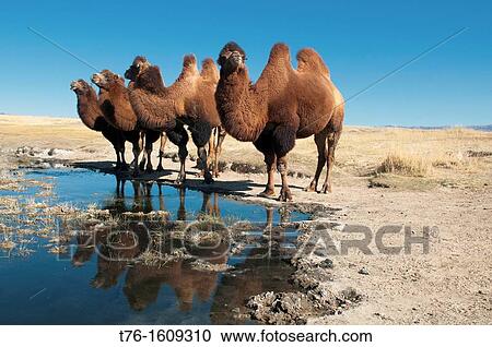 twin humped Bactrian camels in the Gobi Desert of Mongolia View Large Photo Image Stock Image - twin humped Bactrian camels in the Gobi Desert of Mongolia. Fotosearch
