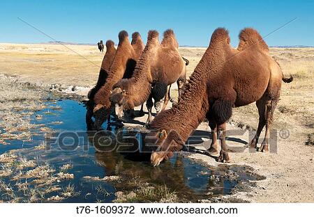 twin humped Bactrian camels in the Gobi Desert of Mongolia View Large Photo Image Stock Image - twin humped Bactrian camels in the Gobi Desert of Mongolia. Fotosearch