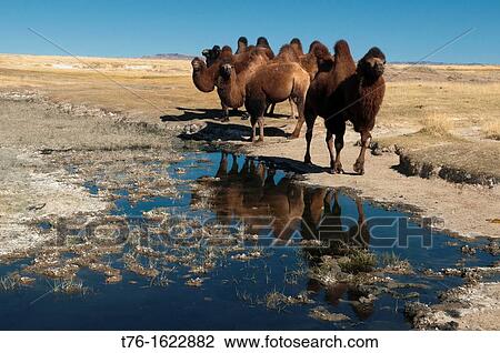 Stock Image - twin humped Bactrian camels in the Gobi Desert of Mongolia. Fotosearch
