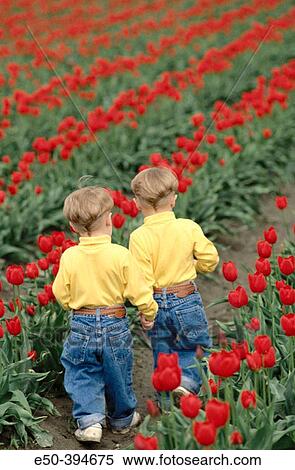 Twins aged 3 play in tulip field, back view. Mount Vernon. Washington. USA. View Large Photo Image Stock Photography - Twins aged 3 play in tulip field, back view. Mount Vernon. Washington. USA.. Fotosearch
