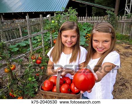 twins sisters with basket of tomatoes View Large Photo Image Stock Image - twins sisters with basket of tomatoes. Fotosearch