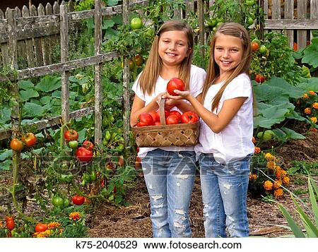 twins sisters with basket of tomatoes View Large Photo Image Stock Photo - twins sisters with basket of tomatoes. Fotosearch