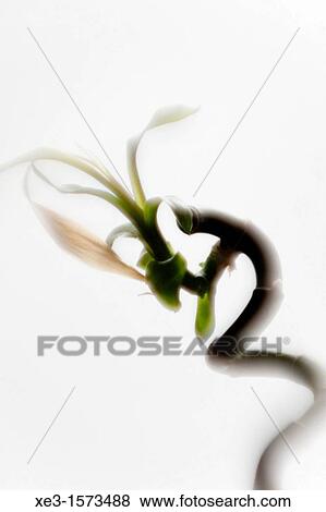 Twisted bamboo View Large Photo Image Stock Photo - Twisted bamboo. Fotosearch