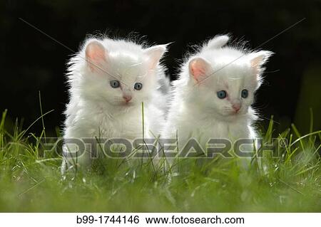 Two 6 Week Old Long Haired White Kittens On Grass In Garden Stock