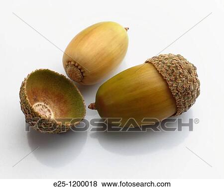 Two acorns close up with a reflection View Large Photo Image Stock Photo - Two acorns close up with a reflection. Fotosearch