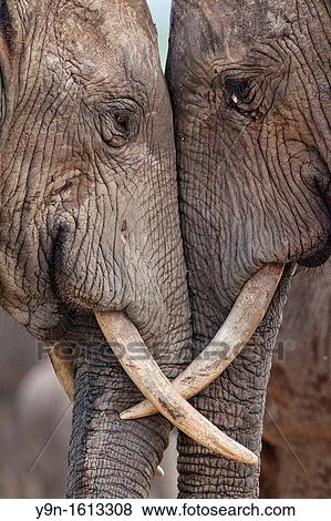 Two adult elephants Loxodonta africana interacting at Hapoor Dam in Addo Elephant National Park, South Africa View Large Photo Image Stock Photo - Two adult elephants Loxodonta africana interacting at Hapoor Dam in Addo Elephant National Park, South Africa. Fotosearch
