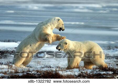 Two adult male Polar Bears Ursus maritimus engaged in ritualistic fighting serious injuries are rare near Churchill, Manitoba, Canada View Large Photo Image Stock Image - Two adult male Polar Bears Ursus maritimus engaged in ritualistic fighting serious injuries are rare near Churchill, Manitoba, Canada. Fotosearch