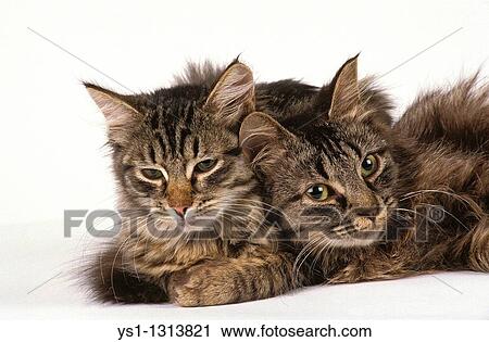 Two adult Siberian cats against white background. View Large Photo Image Stock Image - Two adult Siberian cats against white background.. Fotosearch