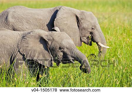 Stock Photo - Two african elephants (Loxodonta africana) feeding on grass in the Okavango Delta, Botswana, Africa. Fotosearch