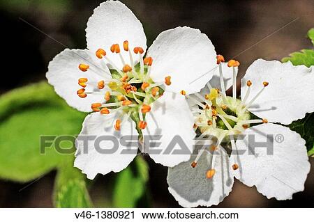 Two apricot blossoms View Large Photo Image Stock Image - Two apricot blossoms. Fotosearch