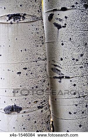 Two aspen tree trunks show off their historical markings View Large Photo Image Picture - Two aspen tree trunks show off their historical markings. Fotosearch