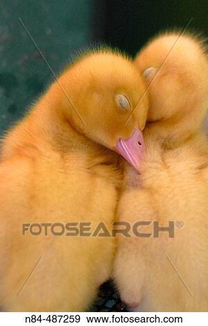 Two baby ducklings View Large Photo Image Stock Photo - Two baby ducklings. Fotosearch