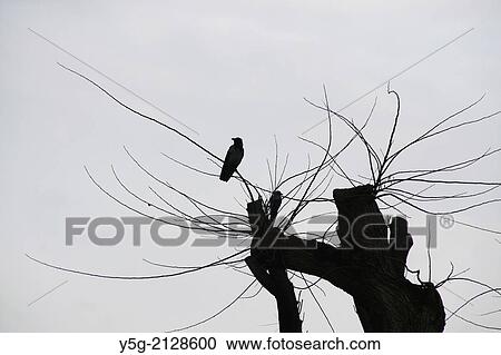 two birds on branch of bare tree with dark sky View Large Photo Image Stock Image - two birds on branch of bare tree with dark sky. Fotosearch