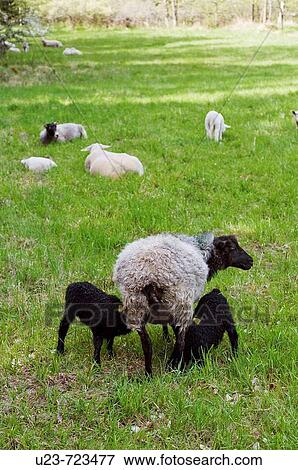 Stock Photo - Two black lambs sucking milk from their mother. Fotosearch