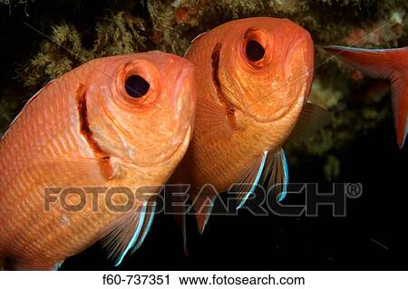 Two blackbar soldierfish, Myripristis jacobus, Ilha Escalvada, Guarapari, Esprito Santo, Brazil View Large Photo Image Stock Image - Two blackbar soldierfish, Myripristis jacobus, Ilha Escalvada, Guarapari, Esprito Santo, Brazil. Fotosearch