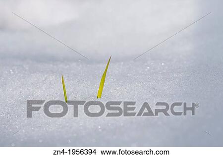 Picture - Two Blades of Grass Growing Out of the Snow. Austria.. Fotosearch