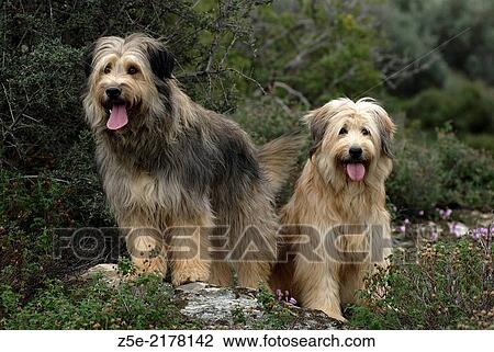 Two Briard mongrels outdoors. View Large Photo Image Stock Image - Two Briard mongrels outdoors.. Fotosearch