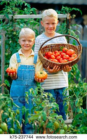 Two brothers and their homegrown tomatoes View Large Photo Image Picture - Two brothers and their homegrown tomatoes. Fotosearch