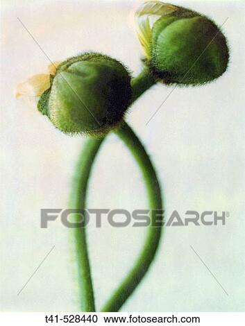 Two budding poppies. View Large Photo Image Stock Image - Two budding poppies.. Fotosearch