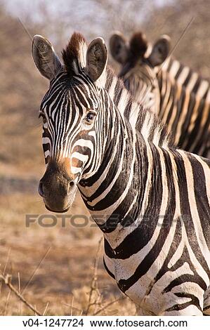 Two Burchell's zebras (Equus burchelli) looking at the camera in the Kruger National Park in South Africa View Large Photo Image Picture - Two Burchell's zebras (Equus burchelli) looking at the camera in the Kruger National Park in South Africa. Fotosearch