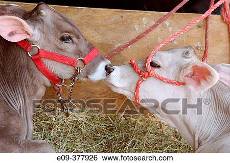 two calves, gray-brown and white, with red halters, nose to nose in straw in barn at Monroe County Fair, Bloomington, Indiana, USA View Large Photo Image Stock Photograph - two calves, gray-brown and white, with red halters, nose to nose in straw in barn at Monroe County Fair, Bloomington, Indiana, USA. Fotosearch