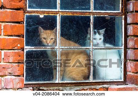 Two cats (Felis catus) looking through a window, Germany, Europe View Large Photo Image Picture - Two cats (Felis catus) looking through a window, Germany, Europe. Fotosearch