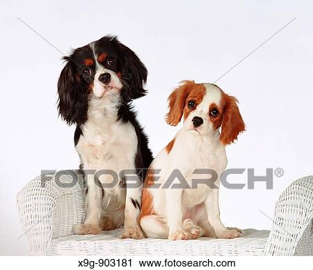 Stock Image - Two Cavalier King Charles Spaniels. Fotosearch