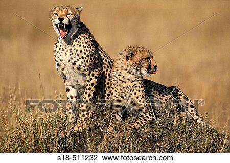Two Cheetahs (Acinonyx jubatus ) on an old termite hill, one is yawning. Masai Mara, Kenya. View Large Photo Image Stock Image - Two Cheetahs (Acinonyx jubatus ) on an old termite hill, one is yawning. Masai Mara, Kenya.. Fotosearch
