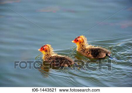 Two chicks coot on water Fulica atra Fulica atra Haff Reimech Nature Reserve, Remerschen, Luxembourg View Large Photo Image Stock Image - Two chicks coot on water Fulica atra Fulica atra Haff Reimech Nature Reserve, Remerschen, Luxembourg. Fotosearch