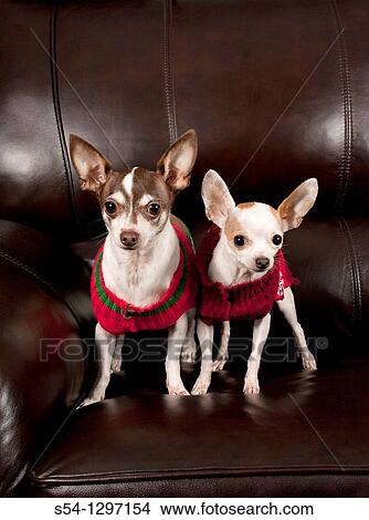 Picture - Two chihuahuas wearing sweaters stand on a couch indoors. Fotosearch