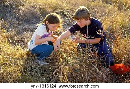 two children in long dry grass collecting grasshoppers View Large Photo Image Picture - two children in long dry grass collecting grasshoppers. Fotosearch