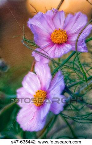 Stock Image - Two Cosmos Flowers. Cosmos bipinnatus. November 2006. Maryland, USA.. Fotosearch
