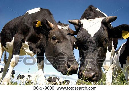 Two cows. View Large Photo Image Stock Photograph - Two cows.. Fotosearch