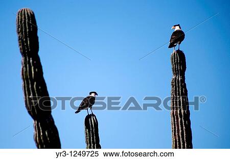Two Crested Caracaras, also known as Mexican Eagles, perch on cactus in the desert in Mexico's southern Baja California state. View Large Photo Image Stock Photography - Two Crested Caracaras, also known as Mexican Eagles, perch on cactus in the desert in Mexico's southern Baja California state.. Fotosearch