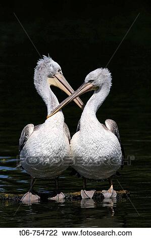 Two Dalmatian pelican grooming on water (Pelecanus crispus) IUCN red list of endangered species VU, vulnerable, seabird View Large Photo Image Stock Image - Two Dalmatian pelican grooming on water (Pelecanus crispus) IUCN red list of endangered species VU, vulnerable, seabird. Fotosearch