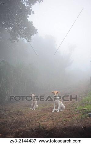 Stock Photo - Two dogs, Agua Escondida, Solola, Guatemala.. Fotosearch